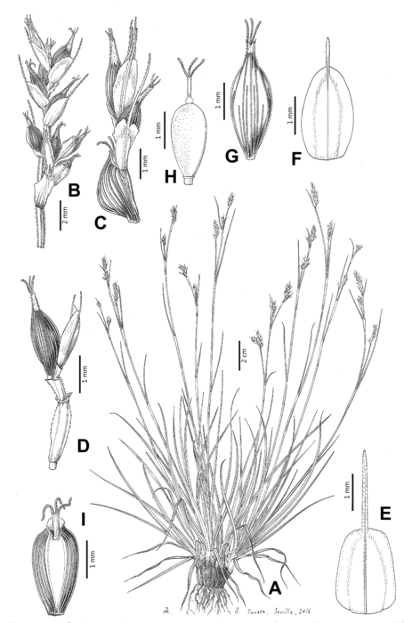 Analytical drawing of Carex parvirufa