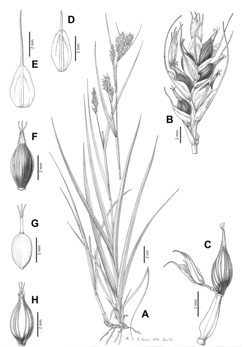 Analytical drawing of Carex badilloi