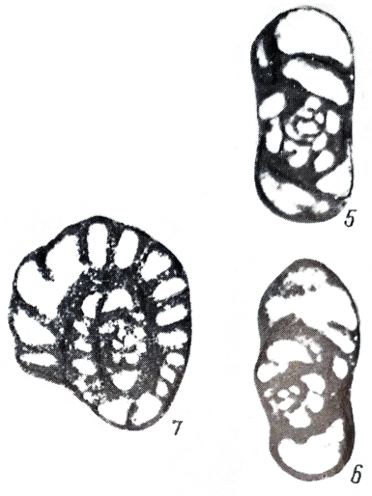 Eostaffella nibelis subsp. lata Mikhno in Mikhno & Balakin, 1975 Eostaffella nibelis subsp. lata Mikhno in Mikhno & Balakin, 1975
