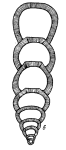 Nodosaria elegantissima Suleymanov, 1949
