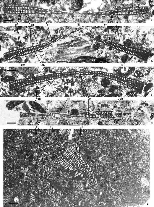 Cyclopsinella roselli Villalonga, Boix, Frijia, Parente, Bernaus & Caus, 2019