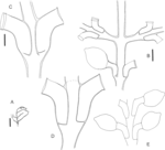  Synthecium flabellum Hargitt, 1924