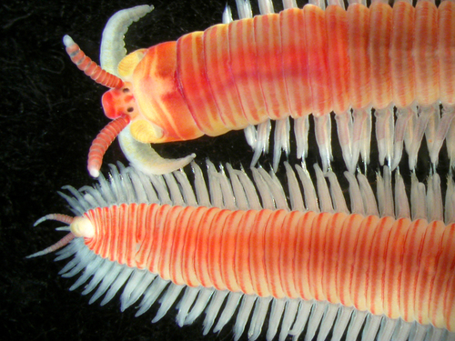 Polychaeta, represented by Dorvillea australiensis (Dorvilleidae) Polychaeta, represented by Dorvillea australiensis (Dorvilleidae)