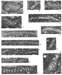 Broeckina alaouitensis Saint-Marc, 1977