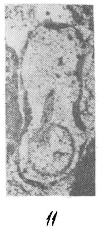 Syzrania aspera Malakhova, 1980 Syzrania aspera Malakhova, 1980