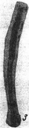 Syzrania pseudosamarensis Baryshnikov, 1982 Syzrania pseudosamarensis Baryshnikov, 1982