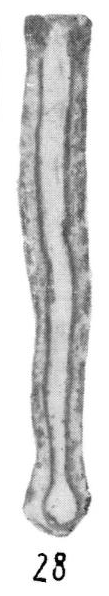 Syzrania pulchra Kireeva, 1958 Syzrania pulchra Kireeva, 1958