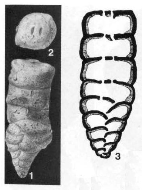 Deckerella clavata Cushman & Waters, 1928 Deckerella clavata Cushman & Waters, 1928
