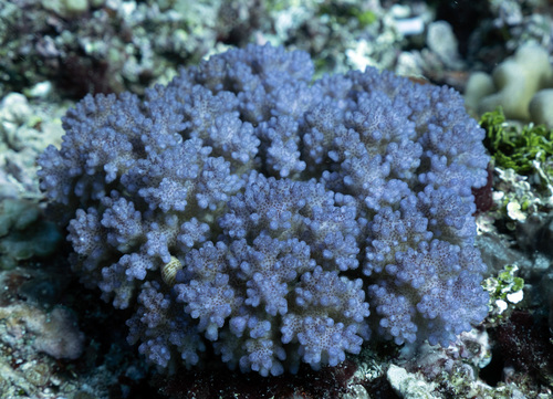 Pocillopora brevicornis Pocillopora brevicornis