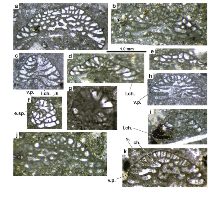 Dictyopselloides tarimensis Sun & Schlagintweit, 2024 Dictyopselloides tarimensis Sun & Schlagintweit, 2024