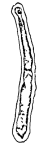 Syzrania gigas Stepanova, 1997