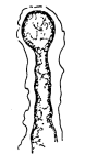 Syzrania varia Stepanova, 1997