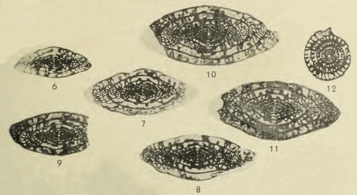 Triticites turgidus Dunbar & Henbest, 1942 Triticites turgidus Dunbar & Henbest, 1942