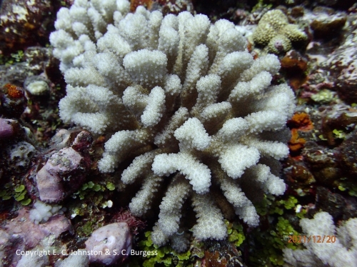 Pocillopora tuahiniensis Pocillopora tuahiniensis