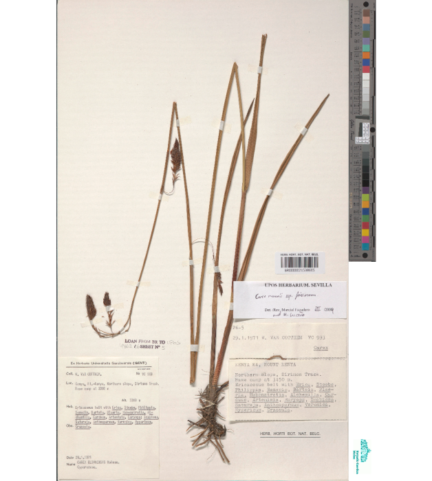 Image of an herbarium specimen