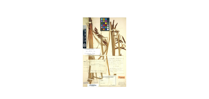 Image of the holotype Image of the holotype