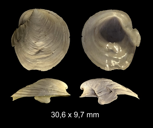 Capulus laevis (Brocchi,1814) Capulus laevis (Brocchi,1814)