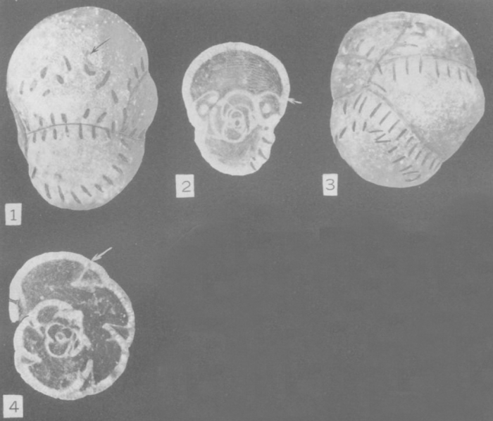 Bradyina magna Roth & Skinner, 1930 Bradyina magna Roth & Skinner, 1930