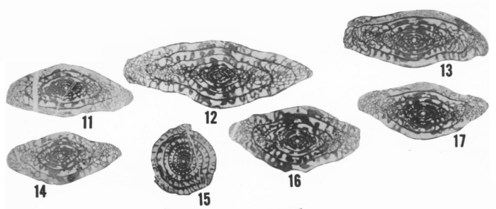 Fusulina portalensis Ross & Sabins, 1965 Fusulina portalensis Ross & Sabins, 1965