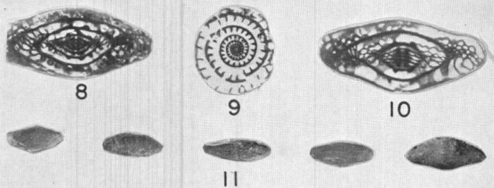 Triticites jemezensis Needham, 1937 Triticites jemezensis Needham, 1937