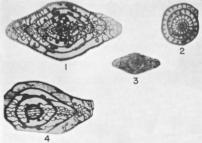 Triticites rhodesi Needham, 1937 Triticites rhodesi Needham, 1937
