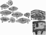 Triticites cameratoides Ross, 1965