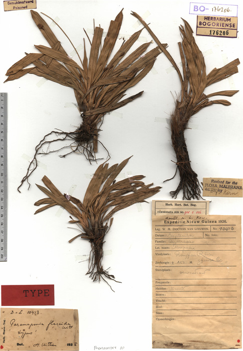 Herbarium Bogoriense (Paramapania flaccida BO176206 holotype 1) Herbarium Bogoriense (Paramapania flaccida BO176206 holotype 1)