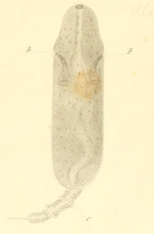 Alardus caudatus Busch, 1851