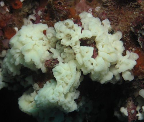 Bidderia watremezi Bidderia watremezi