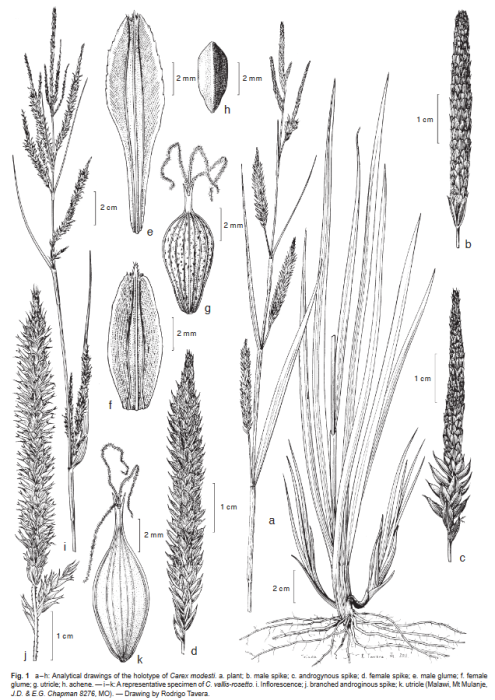 Analytical drawings of the holotype of Carex modesti