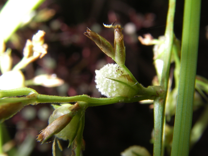 Nutlet of Scleria nusbaumeri Madagascar 1