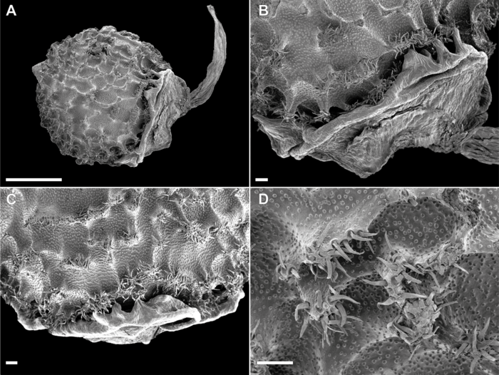 Scanning electron microscope (SEM) of nutlet of Scleria nusbaumeri Madagascar