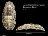 Acanthochitona fascicularis, author: Kapeller, Rudolf