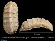 Acanthochitona fascicularis