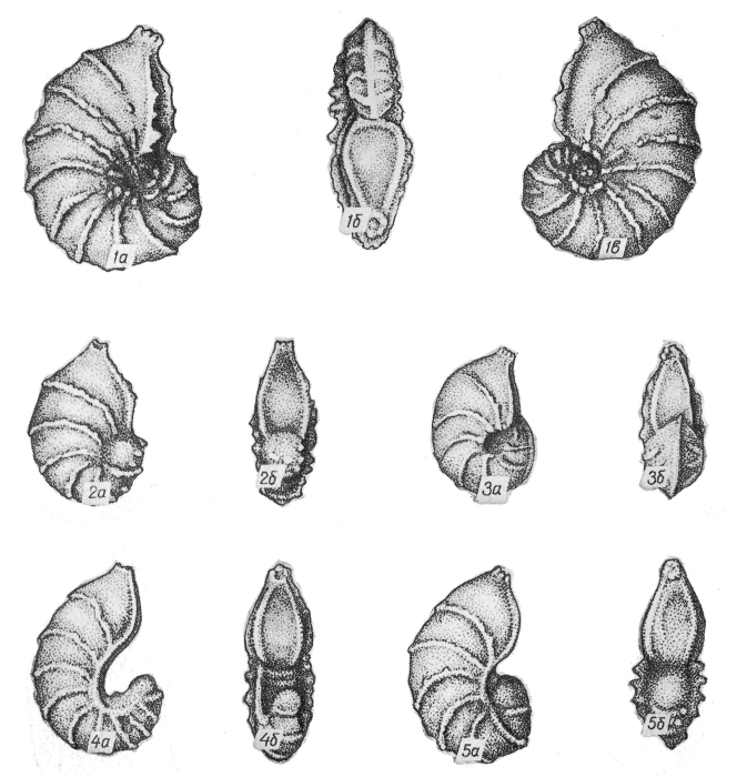 Lenticulina pirjatinensis Pyatkova, 1974 Lenticulina pirjatinensis Pyatkova, 1974