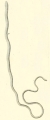 Nemertea (ribbon worms)