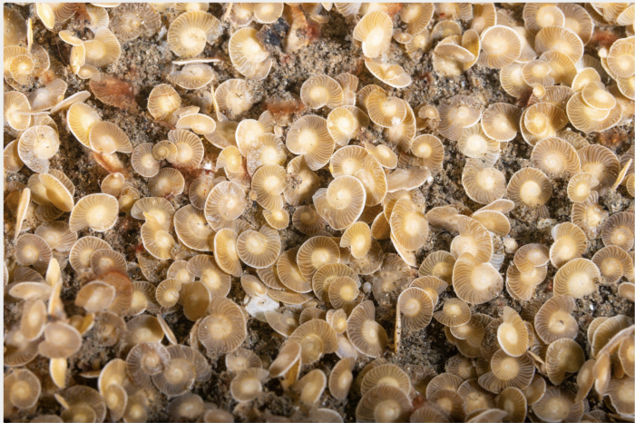Operculina ammonoides (Gronovius, 1781) Operculina ammonoides (Gronovius, 1781)
