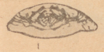 Schubertella subkingi Putrya, 1940