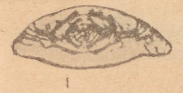 Schubertella subkingi Putrya, 1940 Schubertella subkingi Putrya, 1940