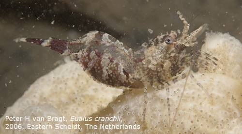Eualus cranchii (Leach, 1817) Eualus cranchii (Leach, 1817)