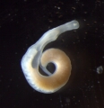 Nemertea (ribbon worms)