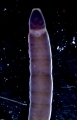 Nemertea (ribbon worms)