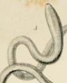 Nemertea (ribbon worms)
