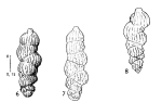 Rectuvigerina krachemensis Magné & Sigal, 1954