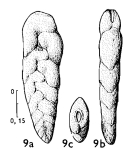 Loxostoma burgeri Magné & Sigal, 1954
