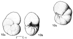 Ceratobulimina cheylani Magné & Sigal, 1954