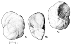 Valvulammina parrelloides Magné & Sigal, 1954