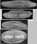 Alveolina cucumiformis Hottinger, 1960