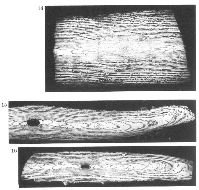Alveolina fragilis Hottinger, 1960 Alveolina fragilis Hottinger, 1960