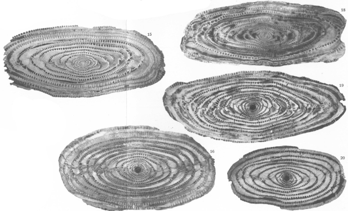 Alveolina ilerdensis Hottinger, 1960 Alveolina ilerdensis Hottinger, 1960